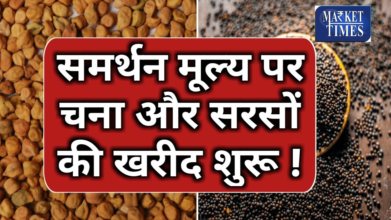#chana #mustard समर्थन मूल्य पर कई जगहों पर चना और सरसों की खरीद शुरू #msp Market Times TV