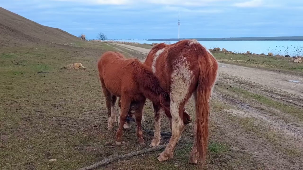 Foal 🐎 came to drink his favorite milk / Жеребёнок 🐴 пришёл попить любимого молочка ++ #horse #foal