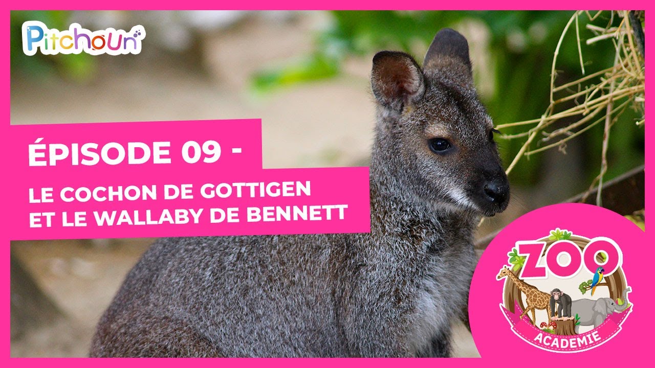 Le soigneur animalier le Cochon de Gottingen et le Wallaby de Bennett - épisode 09 - Zoo Académie