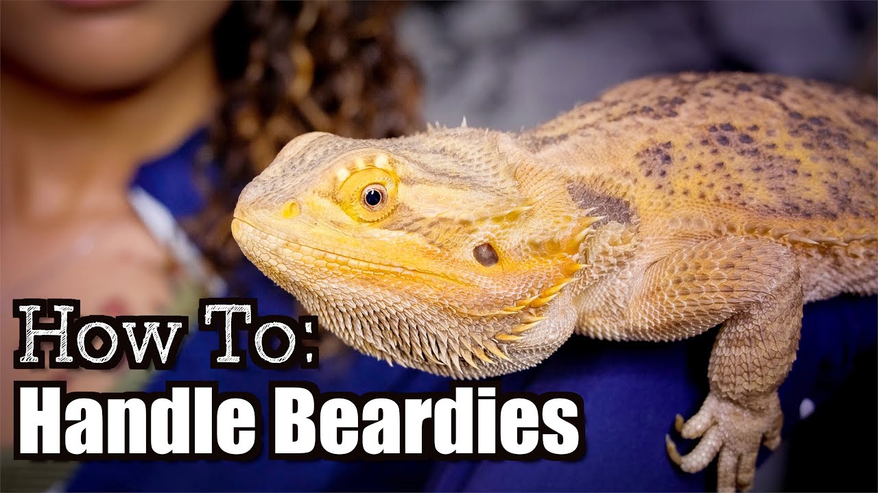 Handling Your New Bearded Dragon