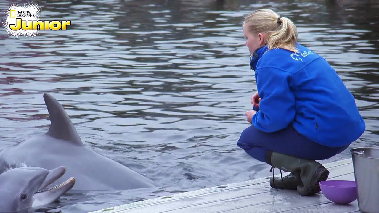 Gezocht Junior-dolfijnentrainer bij het Dolfinarium!