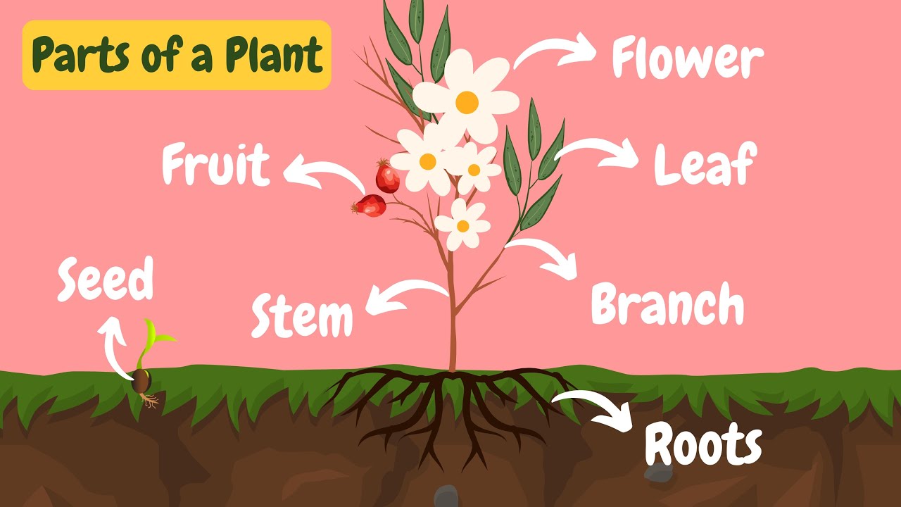 Parts of a Plant | Plant Parts Names | Different Parts of a Plant | Plants Parts for Kids