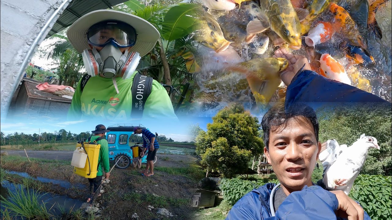 Makauwi na Tayo Lakay galing sa Bundok | BUHAY PROBINSIYA ti MINDANAO 