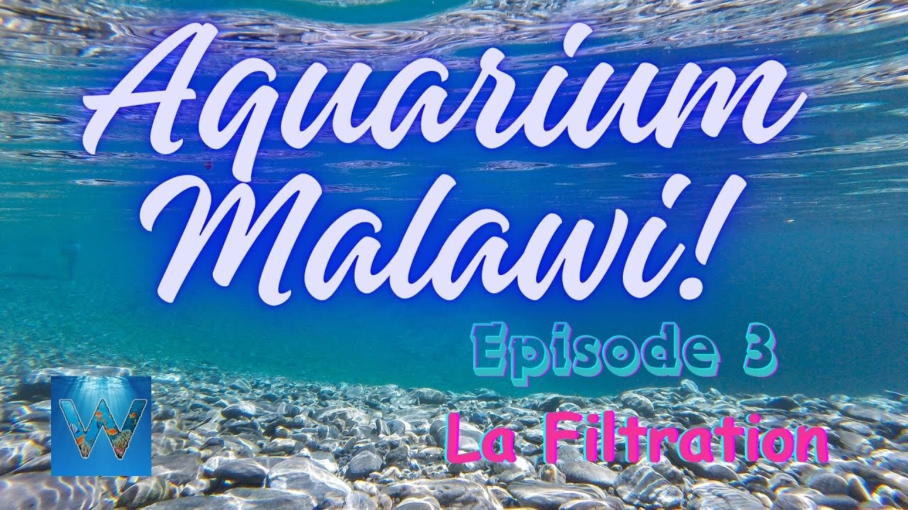 La filtration aquarium Malawi