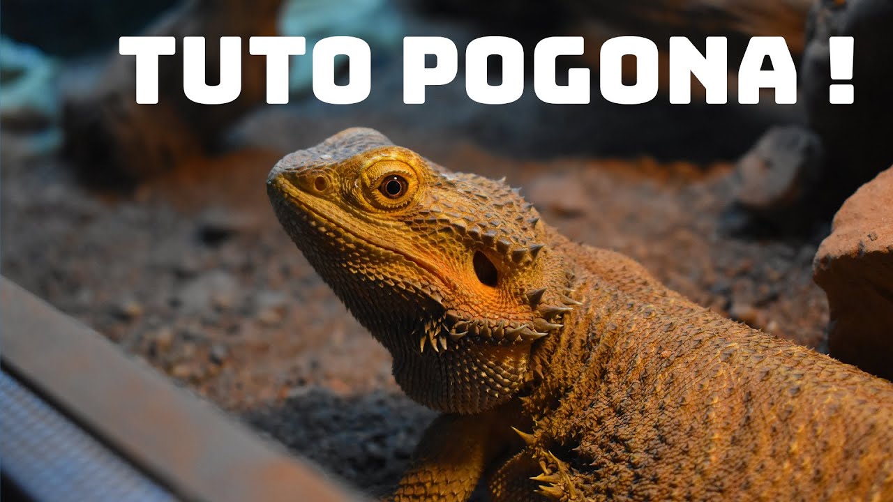 TUTO POGONA - Adopter un dragon barbu !