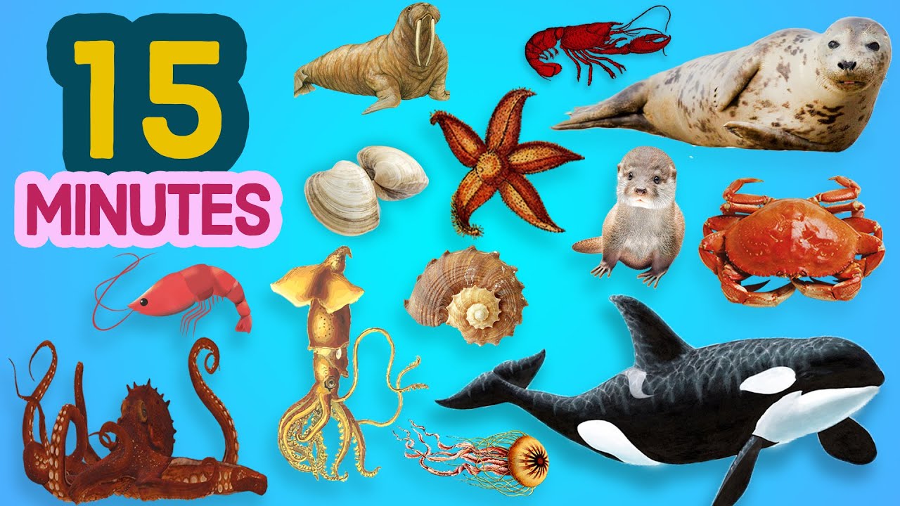Berkeley's World Sea Animals Names 15 minutes