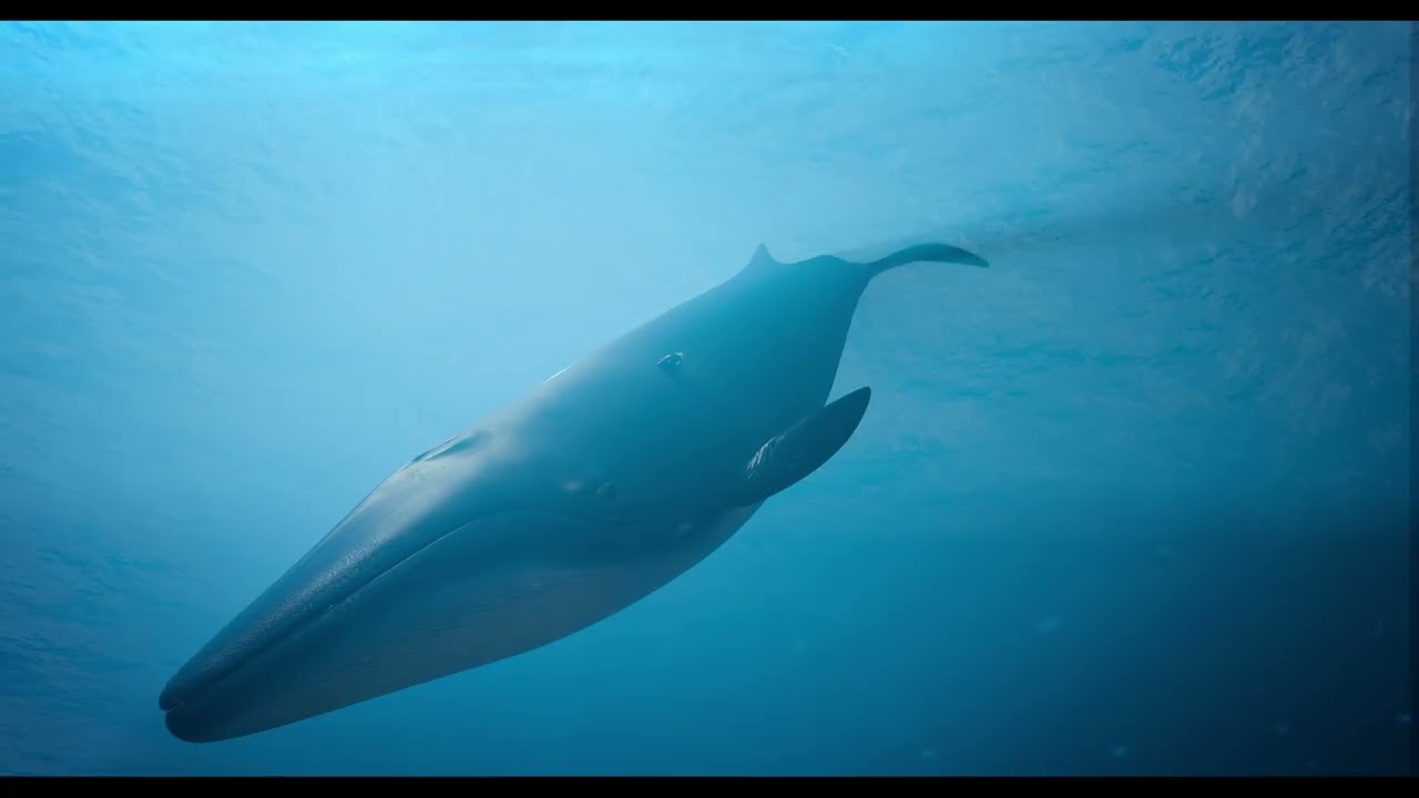 Conservación de la Ballena Fin en el Archipiélago de Humboldt