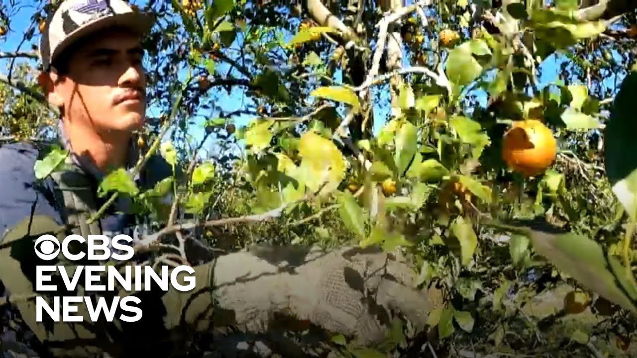 Citrus disease driving up orange prices