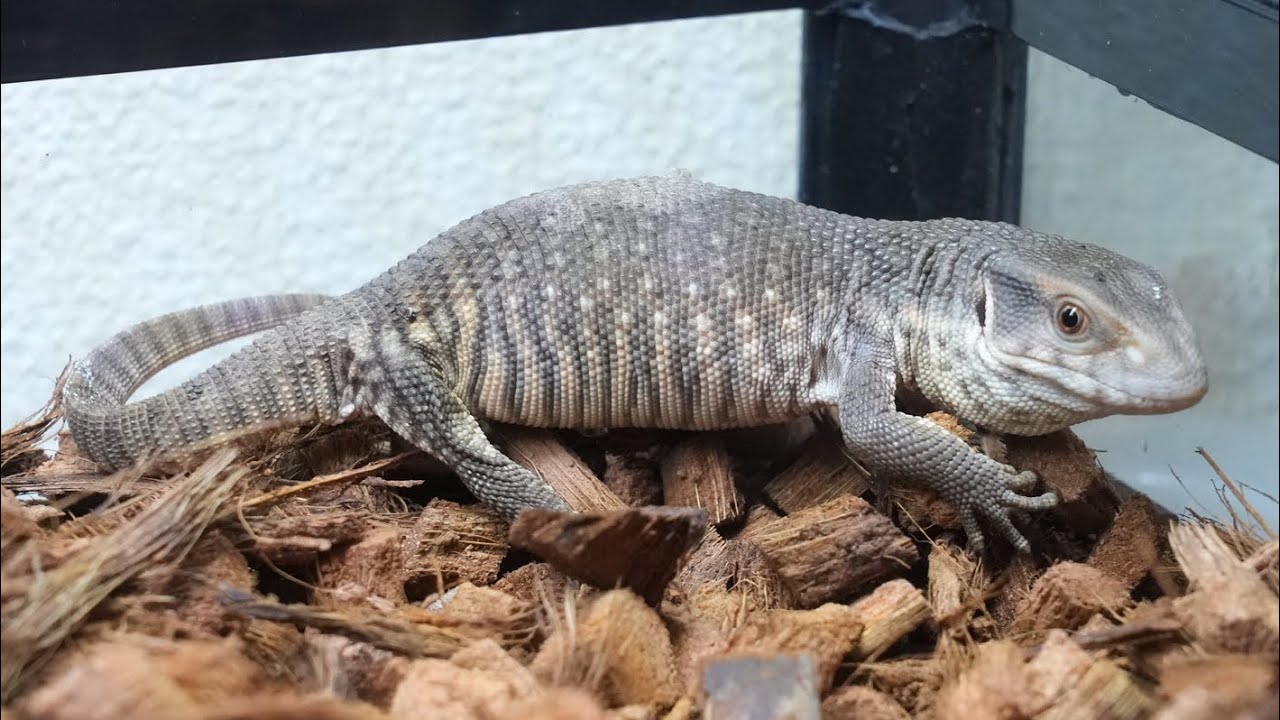 オオトカゲの赤ちゃんの飼育環境を作ります【サバンナモニター】