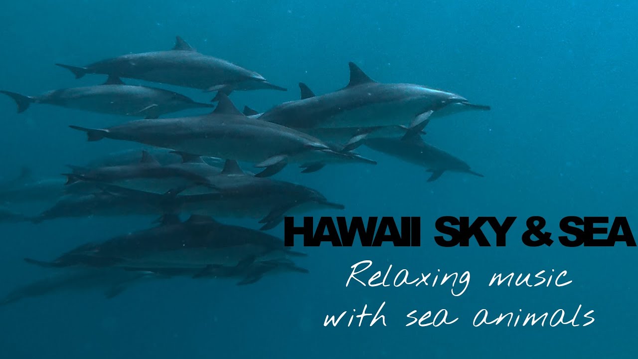AMBIENT CHILL OUT RELAXING MUSIC with Hawaiian Underwater world
