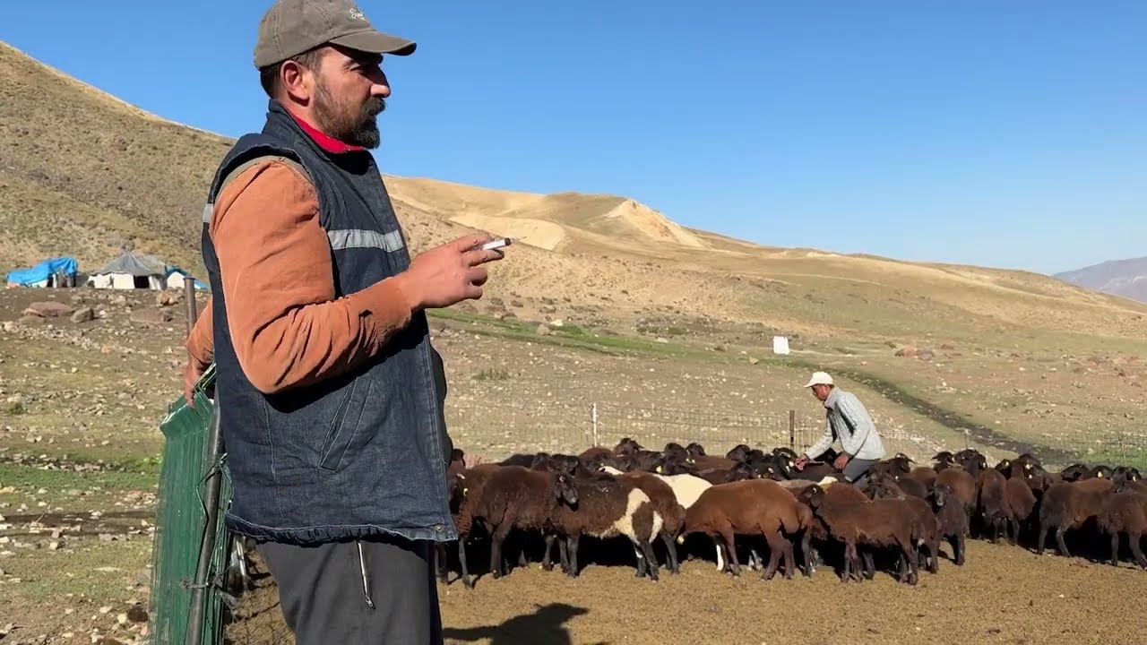 5 KAYIP DELİBAŞ BELASI VE KORUMA AŞILARI—yaylada birgün