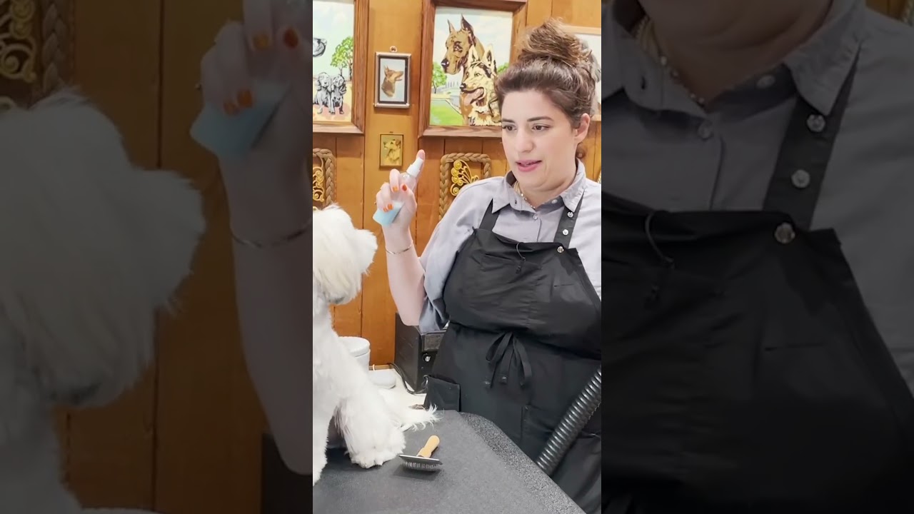 Here&rsquo;s a tutorial for how to groom your dog at home! #doggrooming #petparents #jessronagrooming