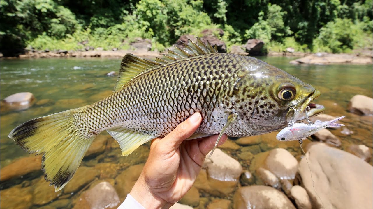 Рыбалка в джунглях — куча рыбы!