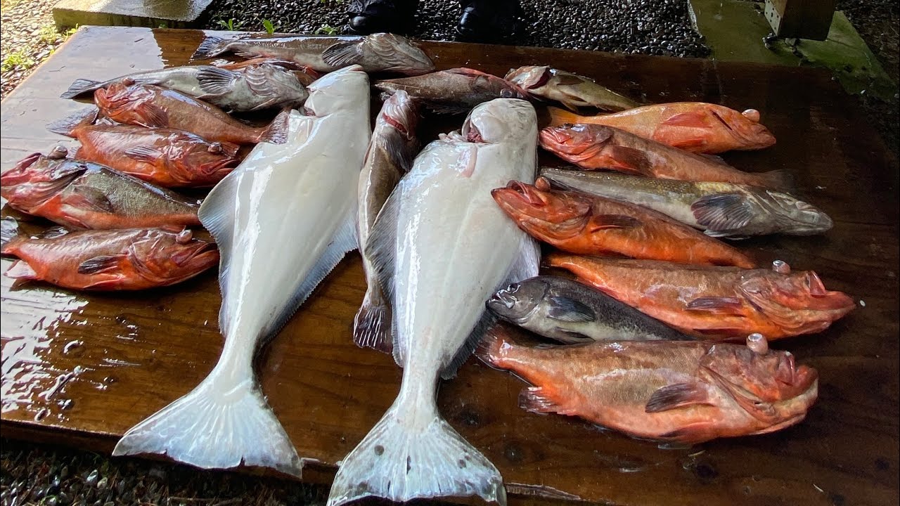 Deep Sea Fishing Giant Pacific Octopus Halibut and More Lapush Washington 2023