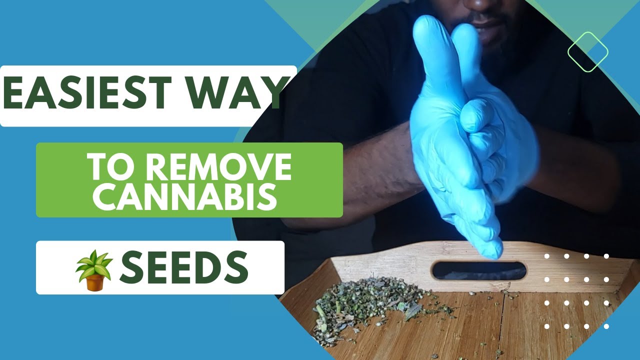 Easiest Way To Remove Cannabis Seeds (Cannabis Breeding Video)