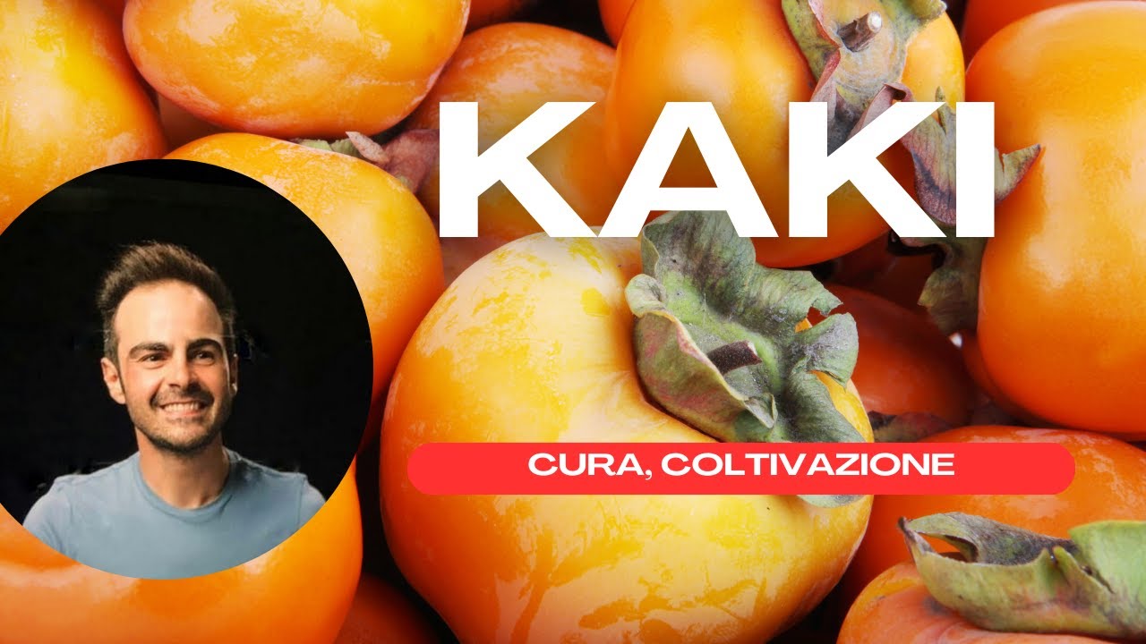 Kaki: Guida alla coltivazione e cura della pianta del caco