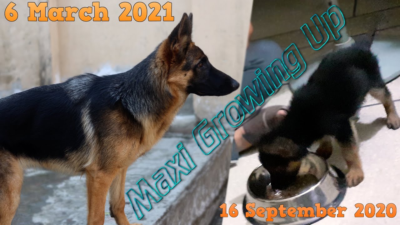 German Shepherd Puppy Growth - 6 Weeks to 7 Months - Maxi Growing Up