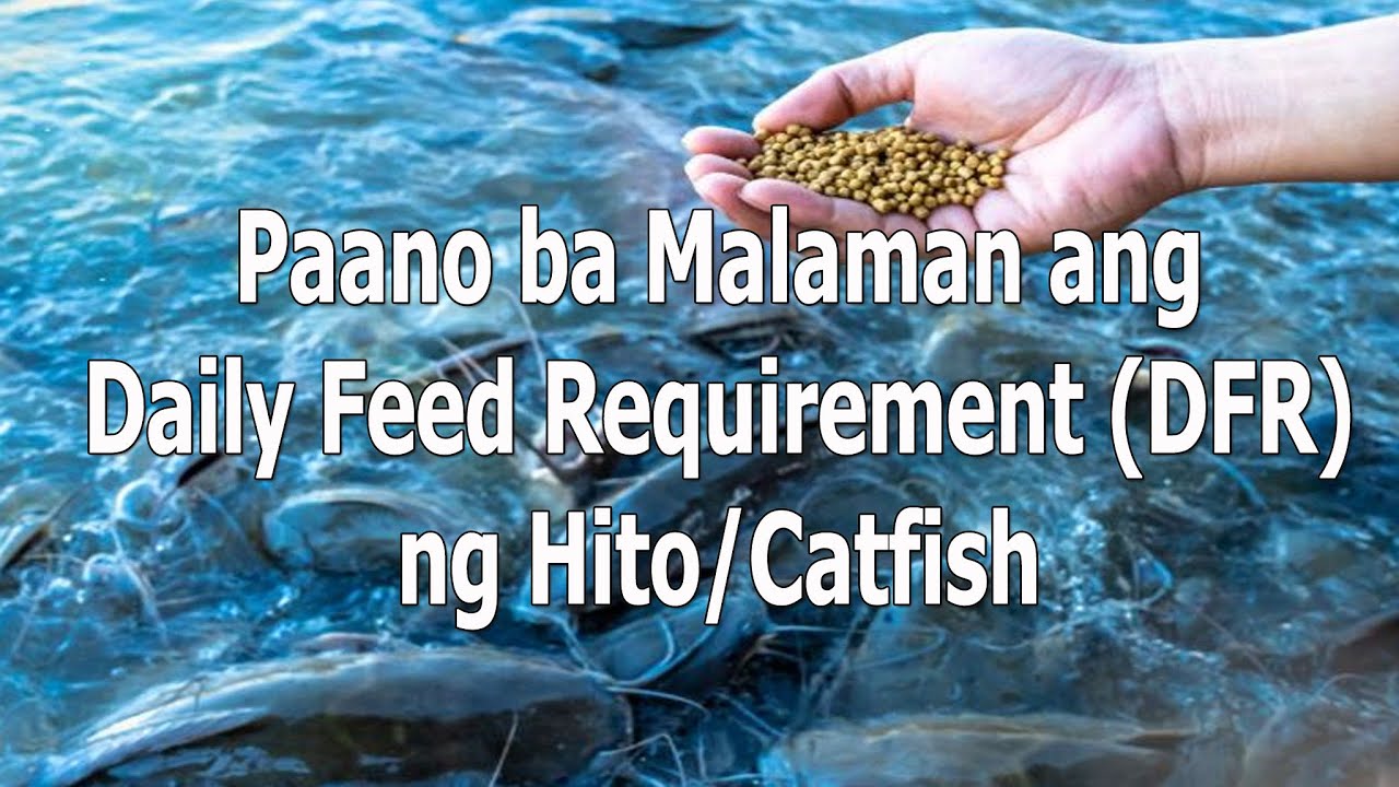 PAANO BA MALAMAN ANG DAILY FEED REQUIREMENTS NG HITO/CATFISH | BACKYARD FARMING