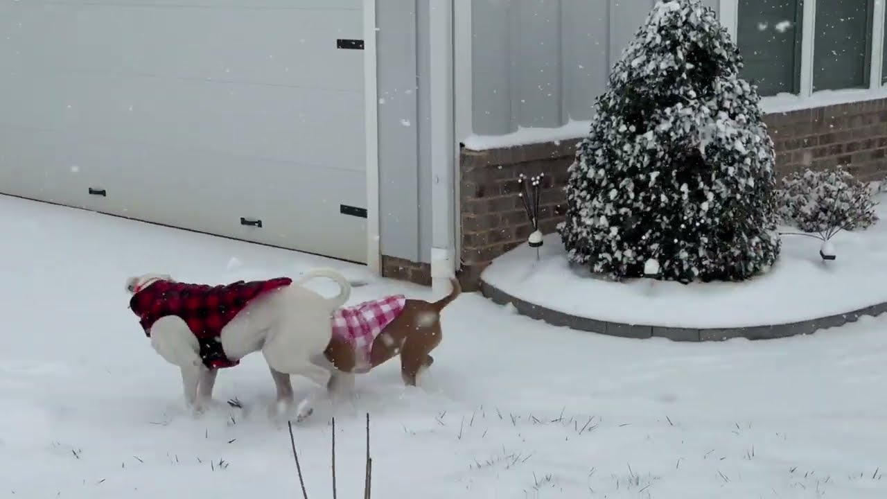 Dogs in Snow