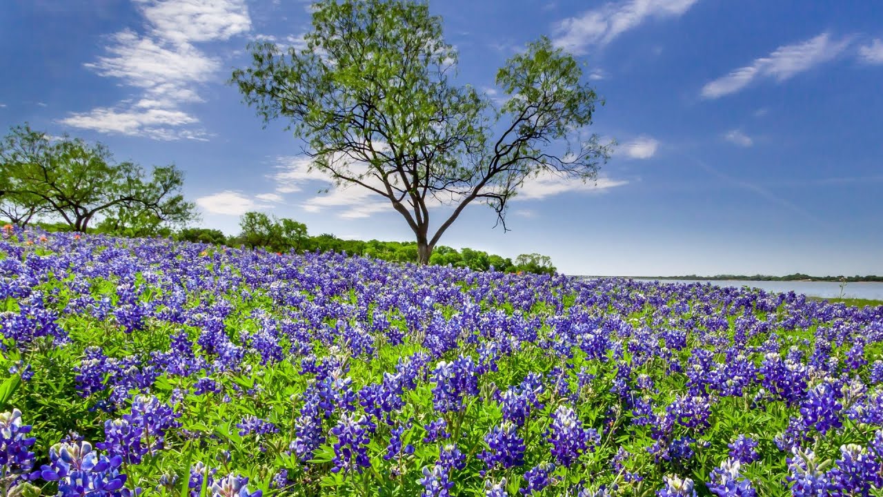 Discover the Beauty of Texas: Exploring Bluebonnet Flower Fields