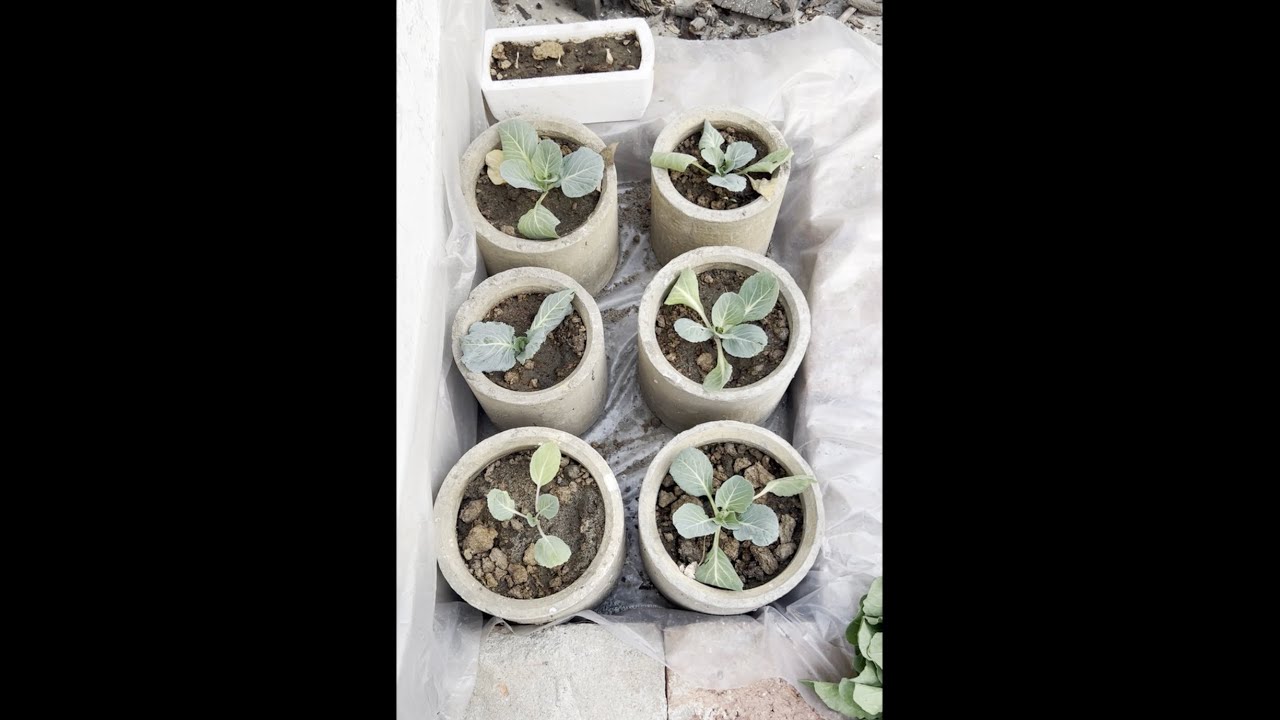 DIY Home Farming from Waste Part 2#PlantFromWaste#EcoDIY#GrowYourOwnFood#ZeroWasteGardening#AgriTech