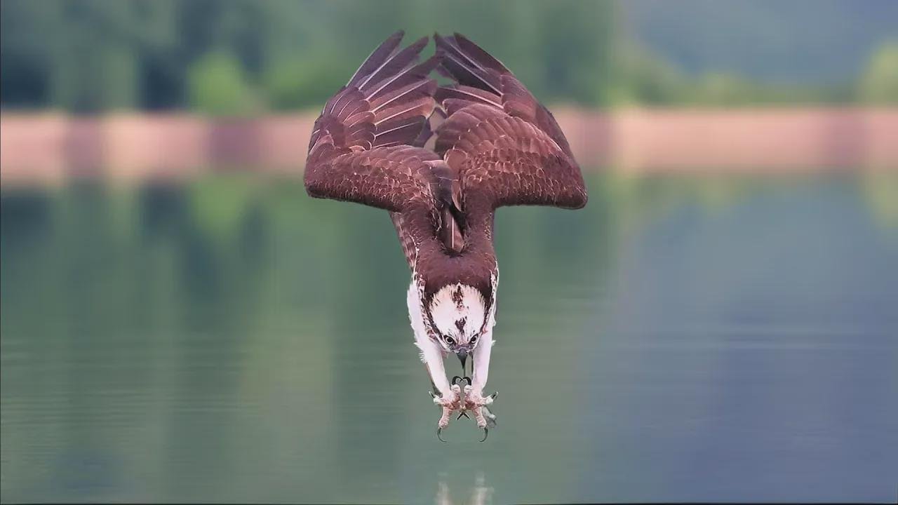 Niente sfugge agli artigli di questo predatore dei cieli