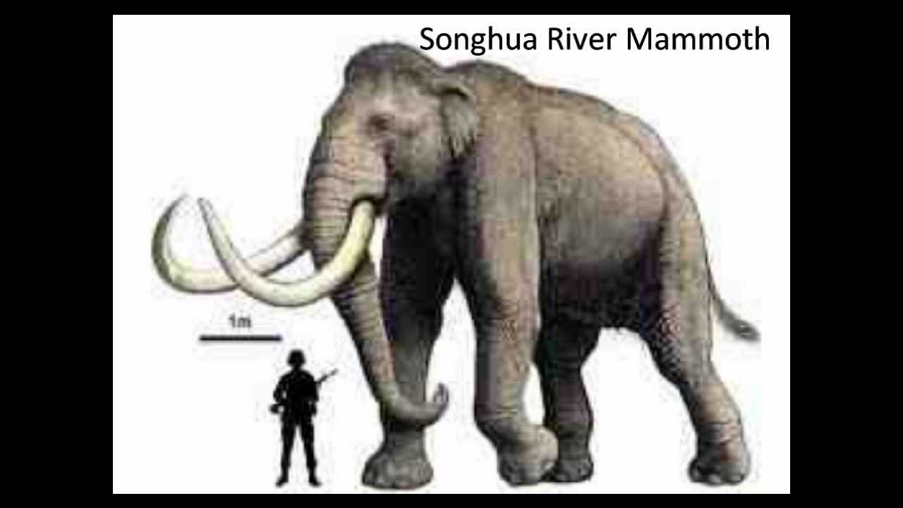 Prehistoric Creature Size Comparison