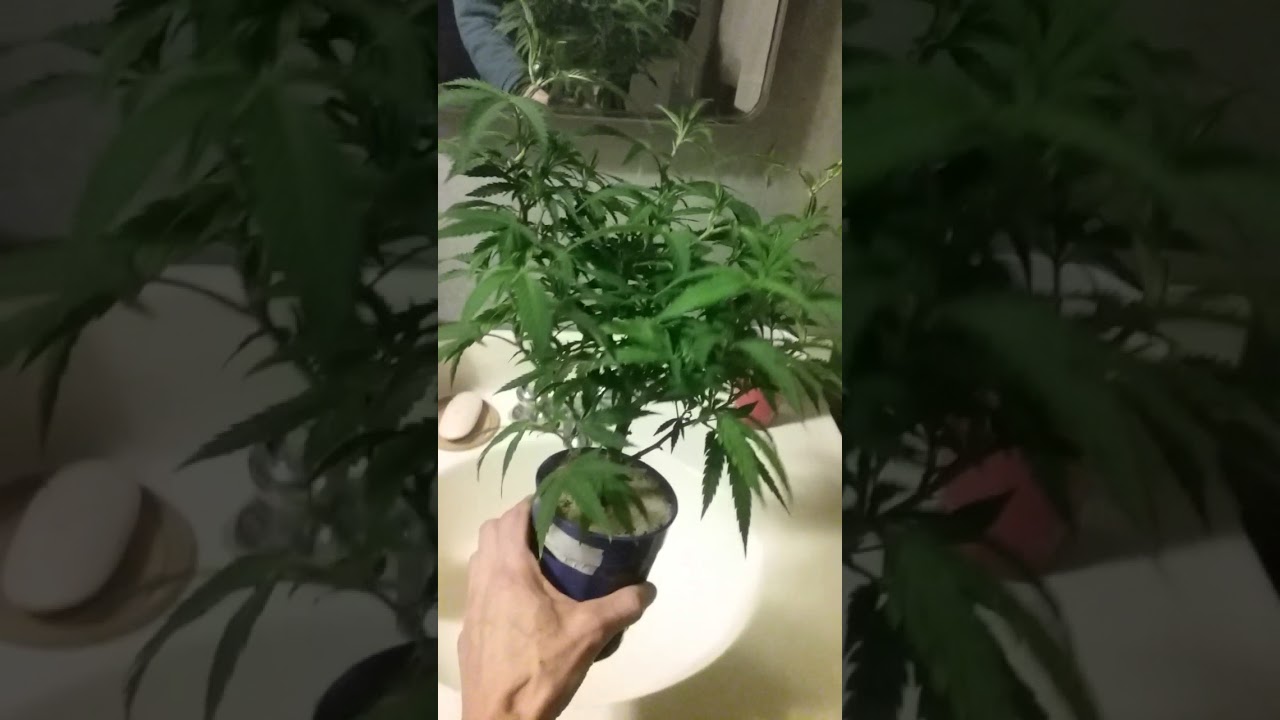 Adventurers in micro-growing - *just a little green