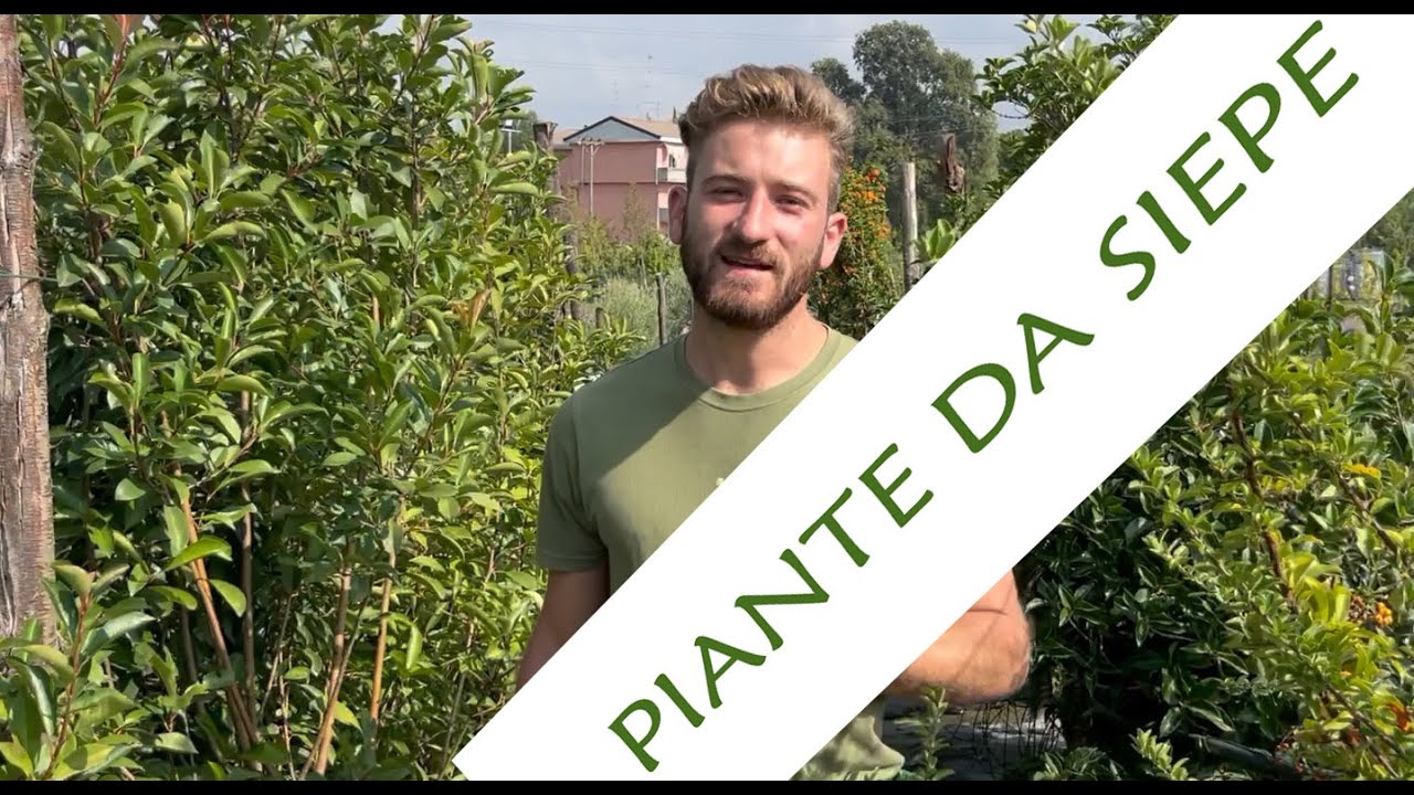 Le migliori piante da siepe