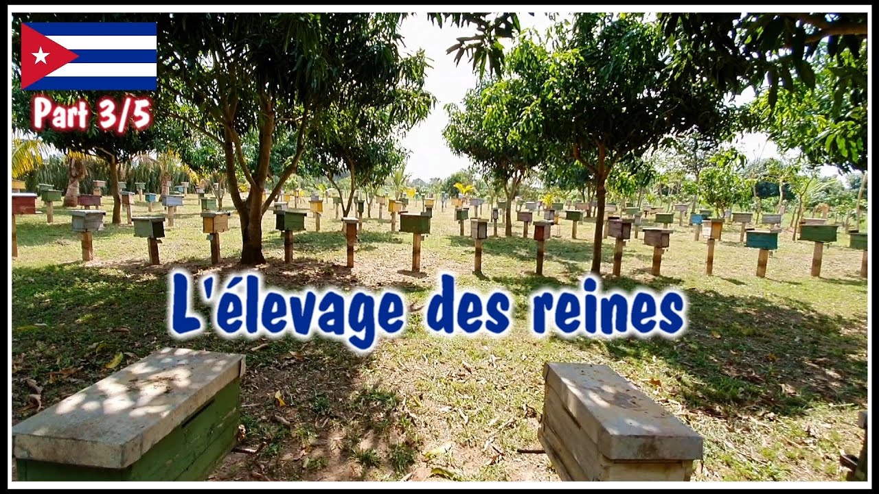 L'apiculture à Cuba - Part 3/5 - L'élevage des reines