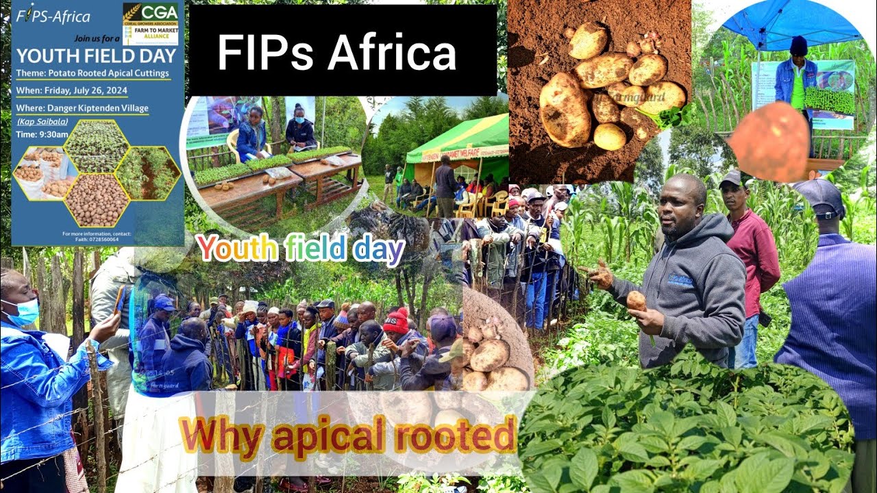 Potato rooted apical cuttings youths field day held at keringet by Fips Africa and C.G.A 🥔🥔