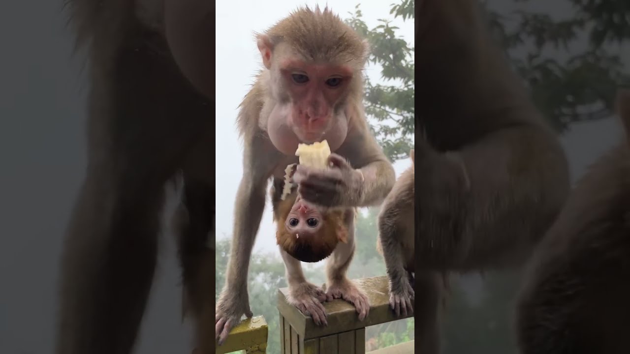 Baby Monkey You Shoud Watch With Elibaba Trap #Monkey #Short #Part312