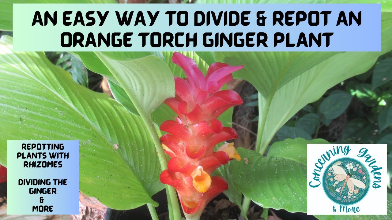 WATCH A FAST AND EASY WAY TO DIVIDE AND REPOT AN ORANGE TORCH GINGER , DIVIDING THE RHIZOME & MORE.