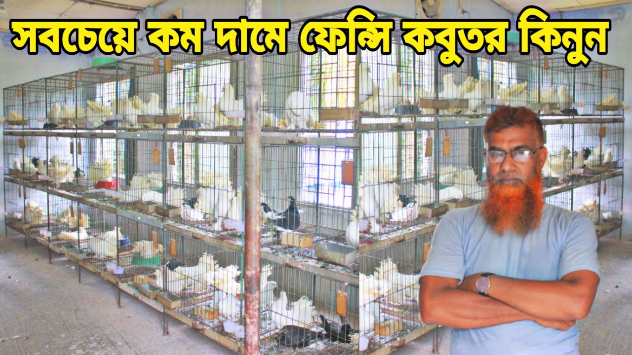 ১৭ বছর ধরে ফেন্সি কবুতর পালন সবচেয়ে কম দামে কবুতর কিনুন