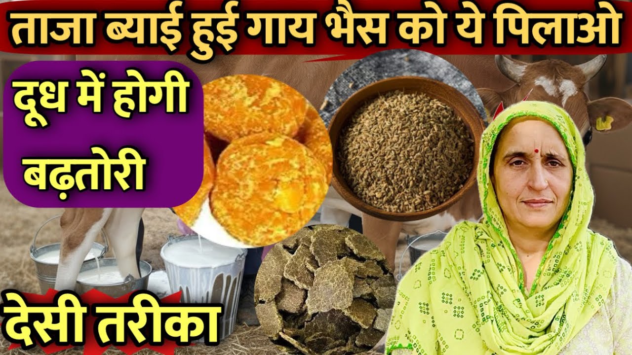ताज़ा ब्याही गाय-भैंस को ये 2 चीज़ पिला दो | दूध बढ़ाने का घरेलू नुस्खा