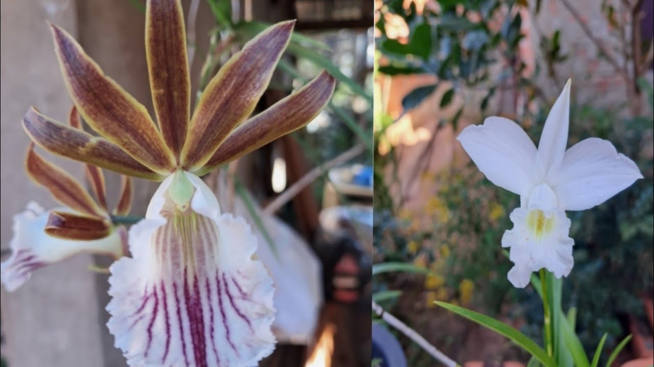 LINDA GALEANDRA DEVONIANA e mais...