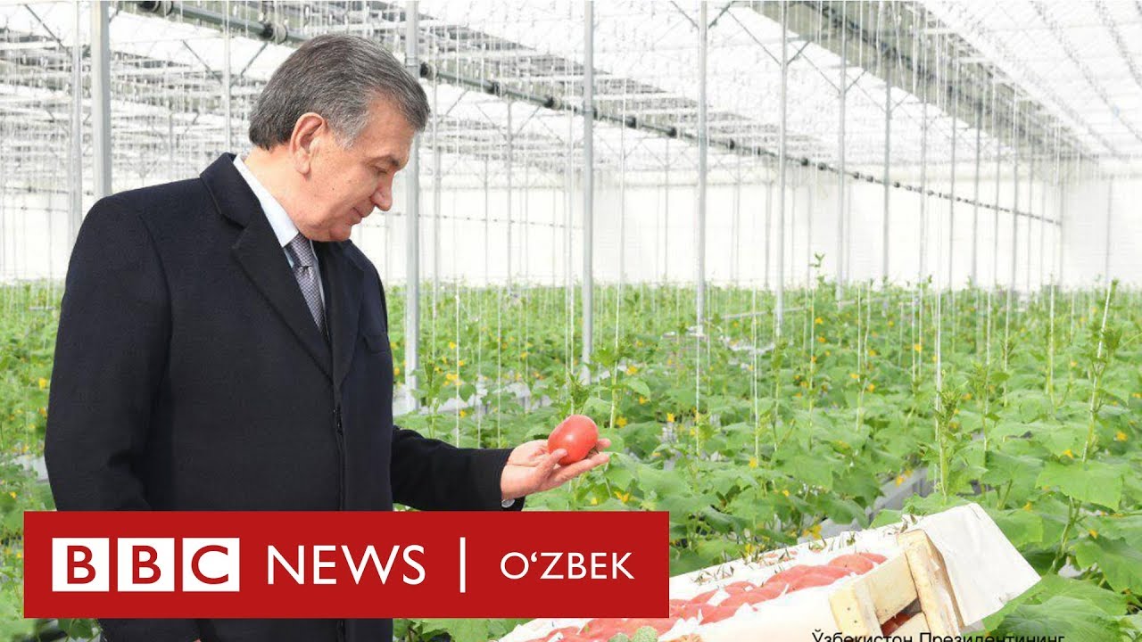 “Ўзбекнефтегаз” таклифи Президент Мирзиёев қарорига қаршими? - BBC Uzbek
