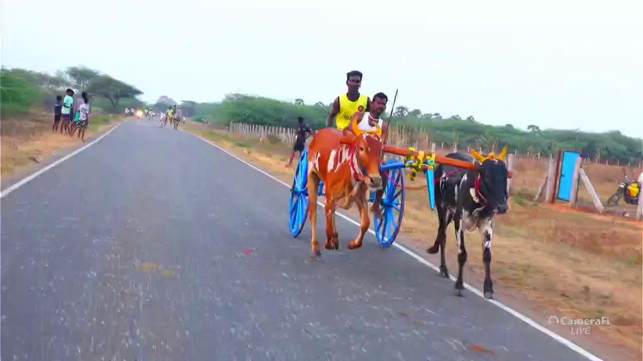Rekla Rasigan live செவல்பட்டி தட்டான் சிட்டு 2-ம் சுற்று