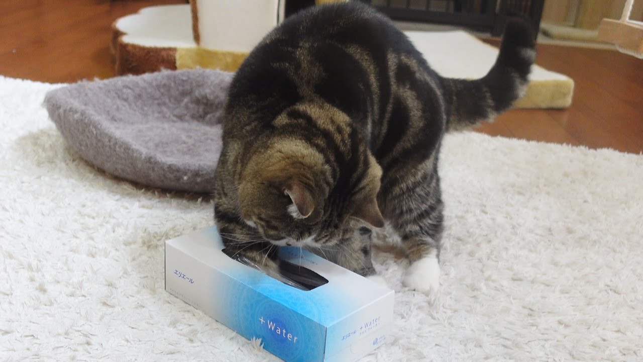 ティッシュボックスで遊んだらびっくりするくらい不器用だったねこ。 -Maru was too clumsy...-
