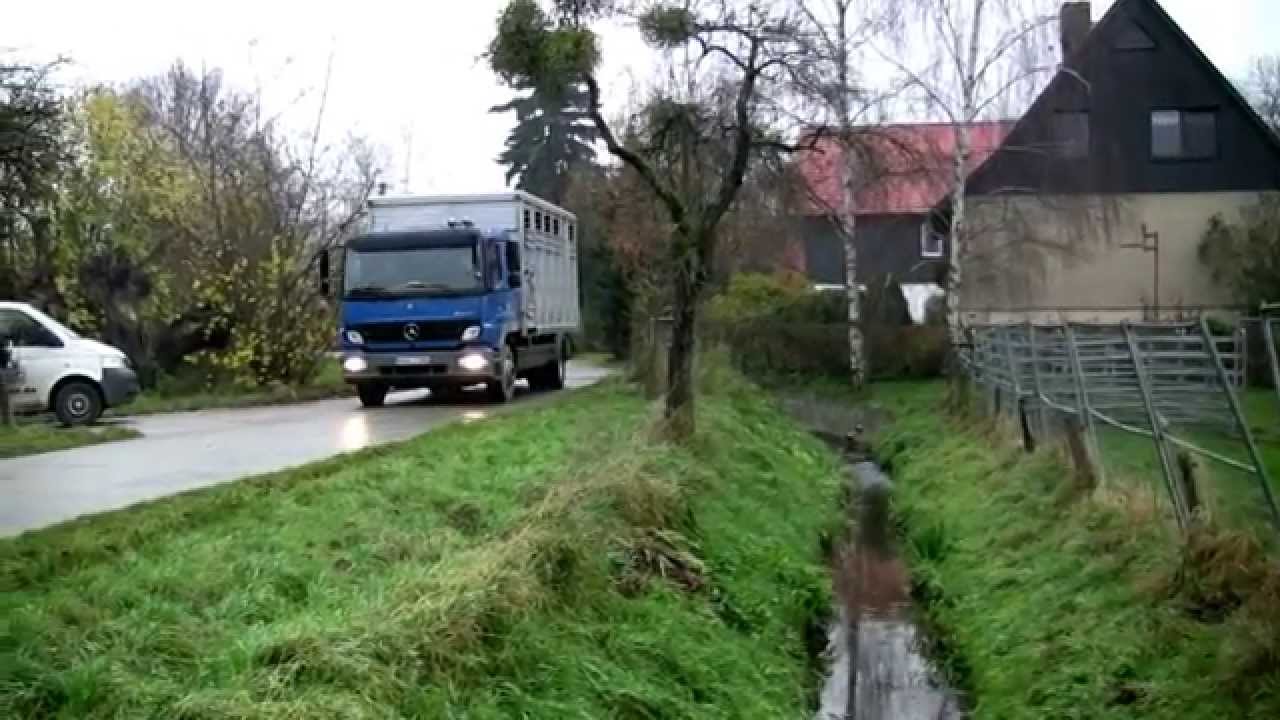 Umzug der Mutterkuhherde von Eilum nach Göttingen