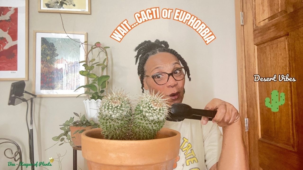 𝑪𝒂𝒄𝒕𝒖𝒔 𝒗𝒔 𝑬𝒖𝒑𝒉𝒐𝒓𝒃𝒊𝒂: 🌵 𝑪𝒂𝒓𝒆 𝑻𝒊𝒑𝒔 𝒀𝒐𝒖 𝑵𝒆𝒆𝒅 𝒇𝒐𝒓 𝑺𝒕𝒓𝒐𝒏𝒈 𝑯𝒆𝒂𝒍𝒕𝒉𝒚 𝑮𝒓𝒐𝒘𝒕𝒉 🐝