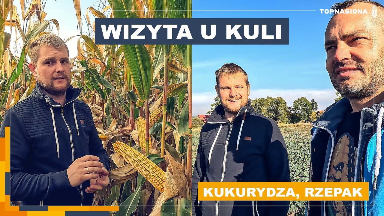 Wizyta u Kuli | Jak wygląda kukurydza B2218 B przed zbiorem? | Przegląd rzepaków.