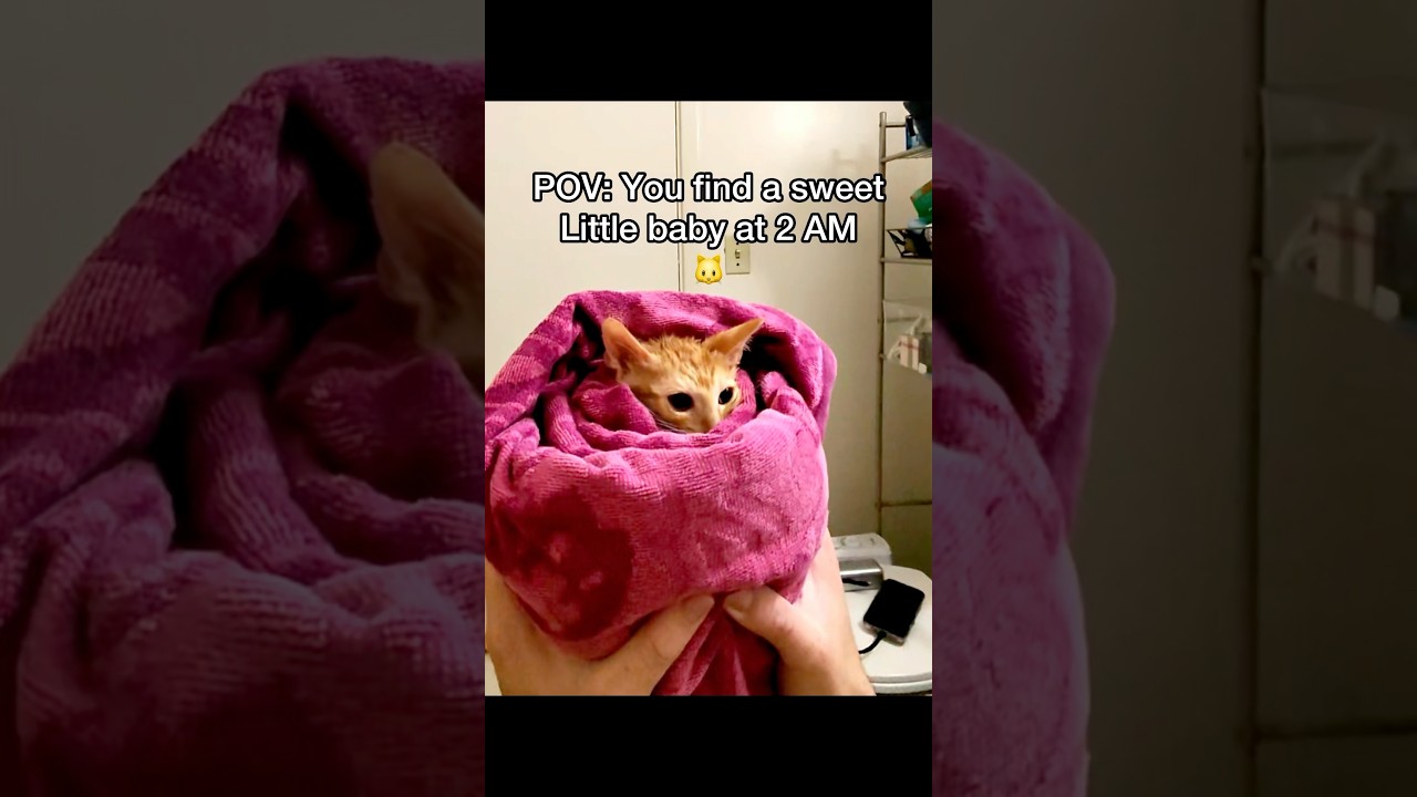 What should we name him? 😂 he&rsquo;s a talkative little kitty 🐱#pov #cats #newbornkittens #straycat