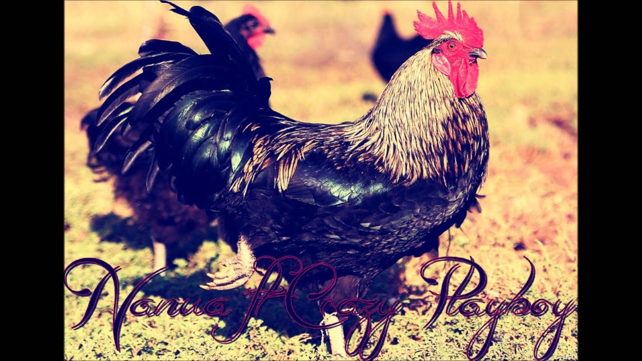 Crazy Playboy ft. Nanua - Le Coq Aux Choux ( Reggae Parodie ) XD