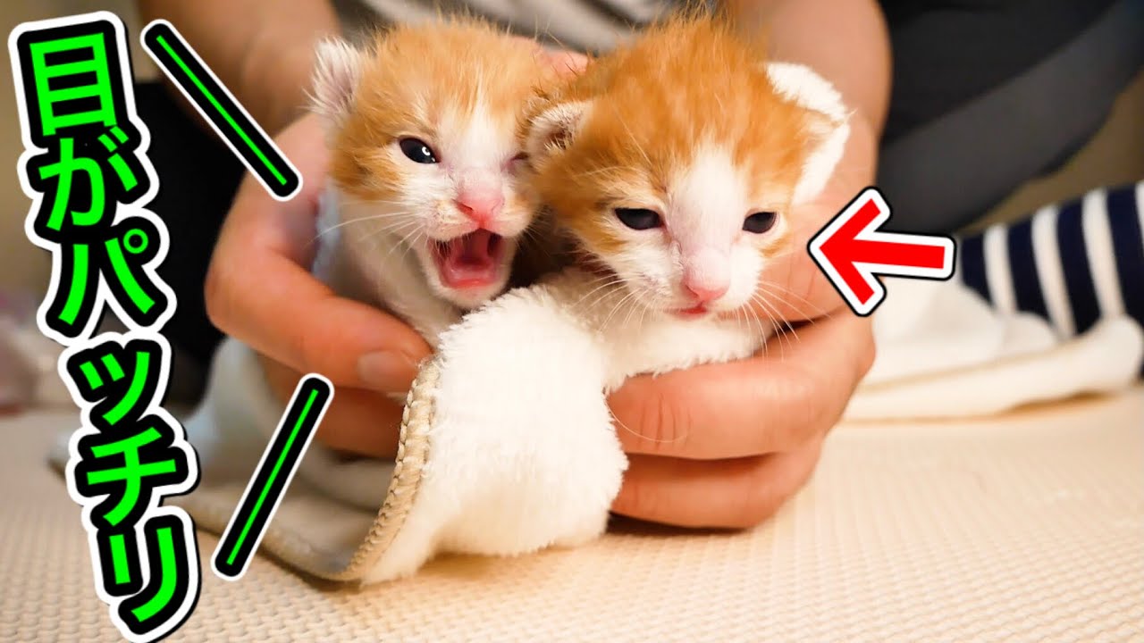 目がパッチリ開いた生後１２日目の子猫が可愛い。【保護猫】