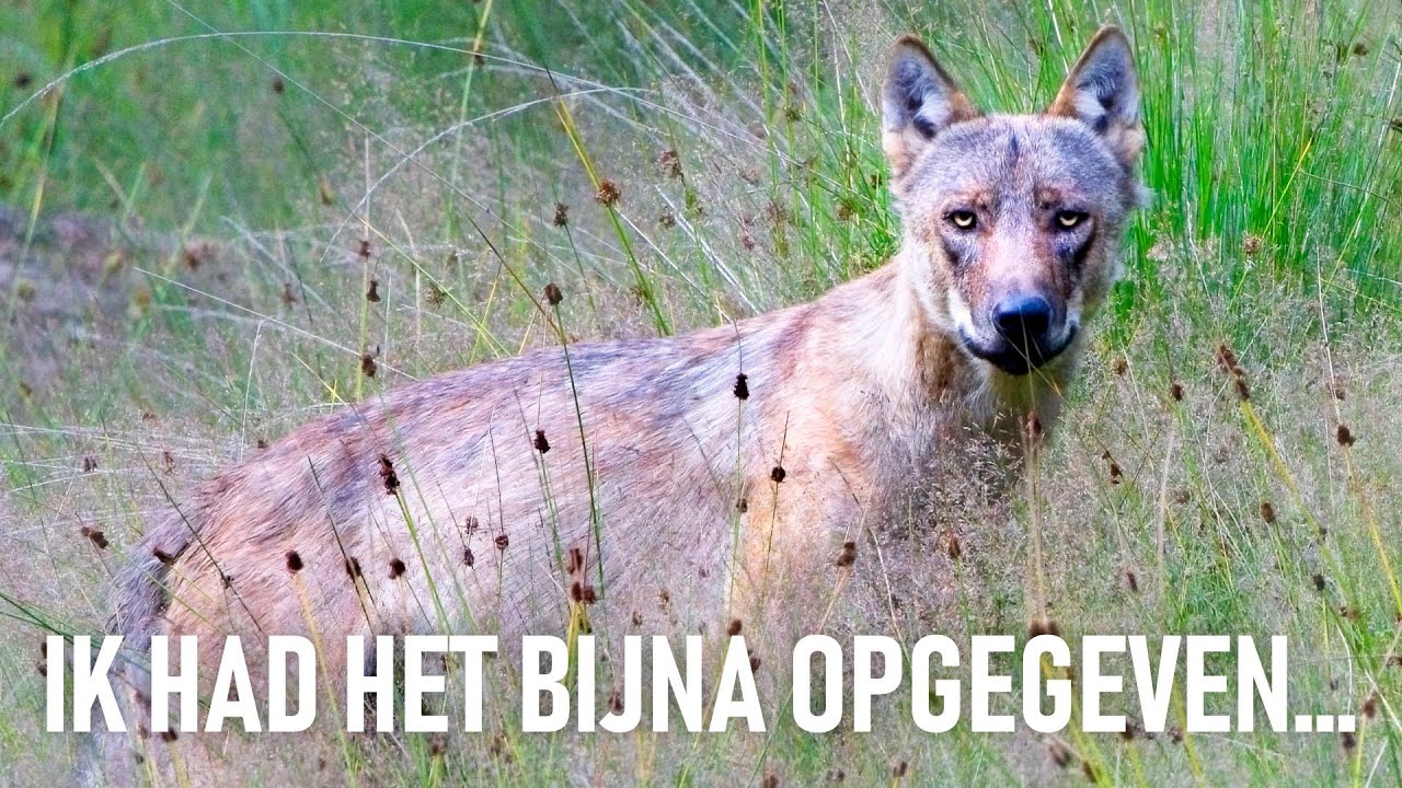 📷🐺 Hoe ik een foto van een wolf maakte. Mijn moeilijkste foto ooit...