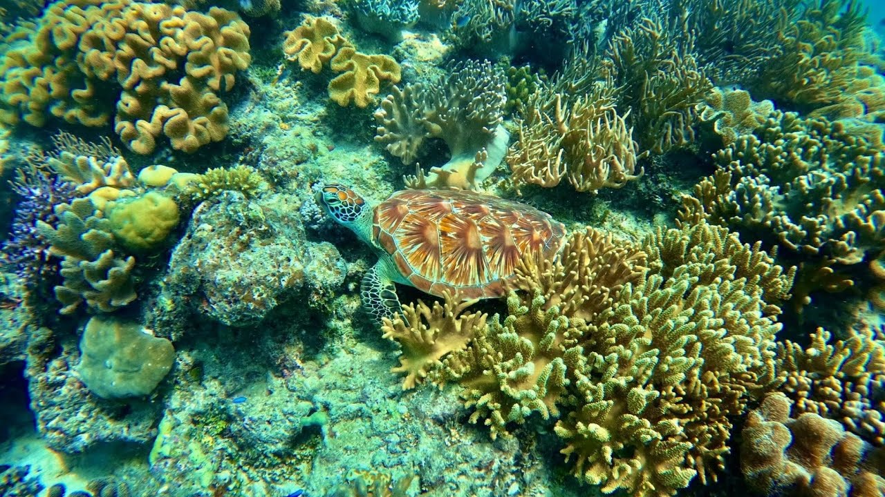Snorkelling the Great Barrier Reef! 🇦🇺
