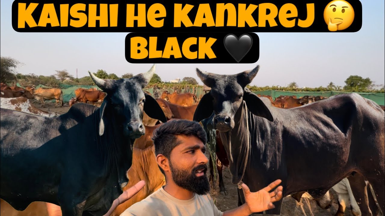 ￼ black kankrej gaiye aane vali he 👍