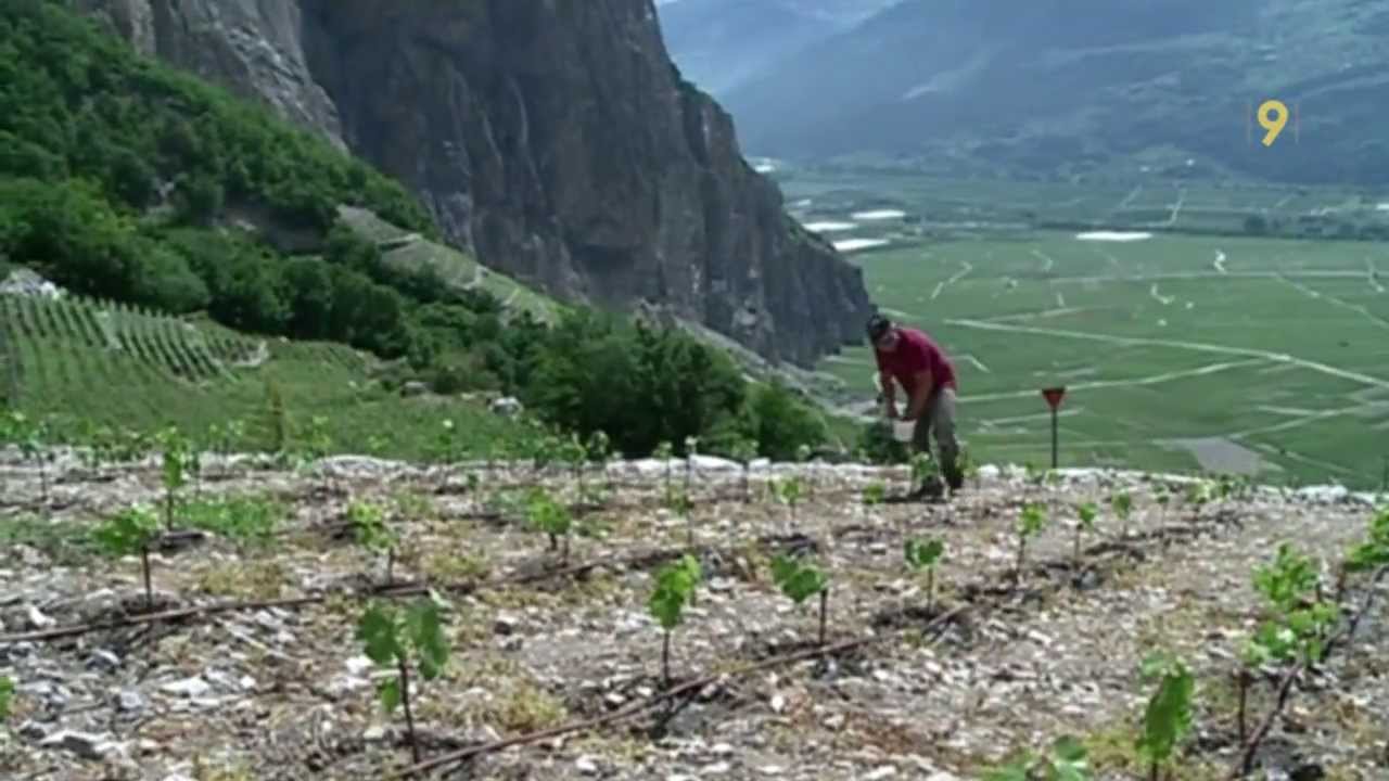 Viticulture: renaissance de la Diolle en Valais
