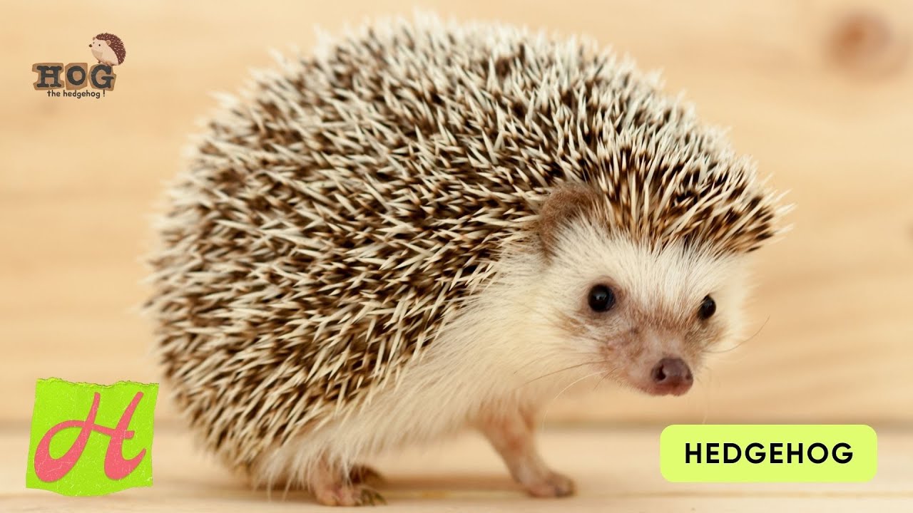 ABC Animals (Mammals) Song | Real Animals Song | Learn English, Alphabets and Animals for Kids #abcd